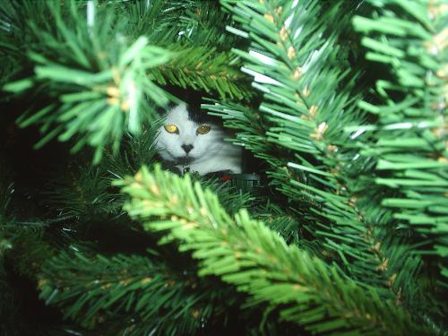 Sylvester the cat - This is my cat Sylvester. He loves the Christmas tree. This pic was taken last year. I am hoping that he doesn't do this again this year. He sure was comfy in there though.
