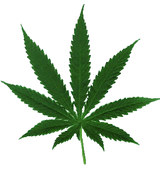 hemp or marijuana - a picture of hemp or also known as marijuana