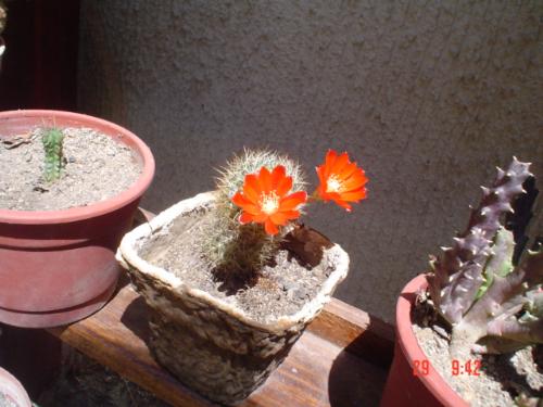 Cactus flower - This cactus plant was given to me almost dead. I twnded to it and talked to the plant and it blosomed.