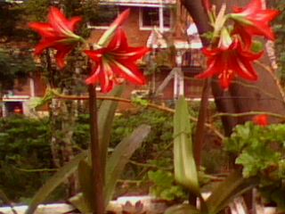 flowers - so beautiful red flowers..