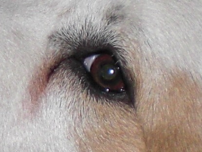 tear stain on dog - tear stain on dog.