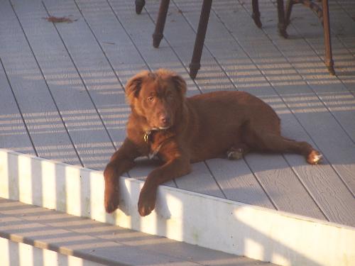 Rusty - Rusty on the deck