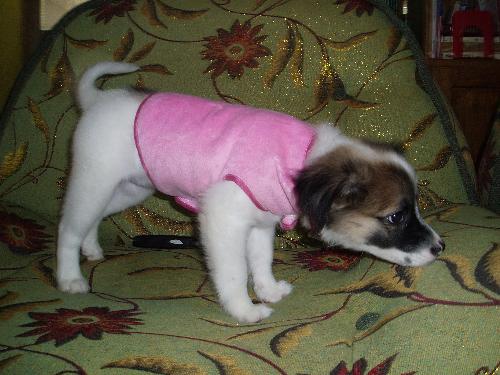 Chloe - This is Chloe when she was a few months old. My mom made her something to wear and she just looked so cute and cuddly. My mom used to put diaper on Chloe because she loves to pee everywhere in the house. My mom nearly had an accident when she stepped on Chloe&#039;s pee. So she tried hard to put diaper on the dog everyday. Chloe, being very stubborn goes under the furniture and when she come out, she doesn&#039;t have her diaper on anymore.