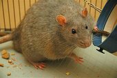 Rats - Rats considered as pet, pests, god, food