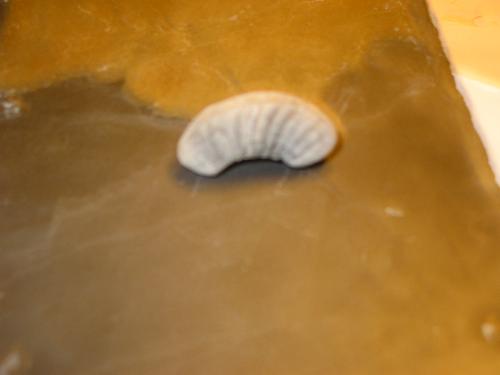 ammonite fossil................................... - ammonite fossil...................................... ammonite fossil................................... - ammonite fossil......................................