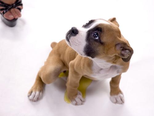 save my puppy - my boxer is peeing listening to my wifes comments.