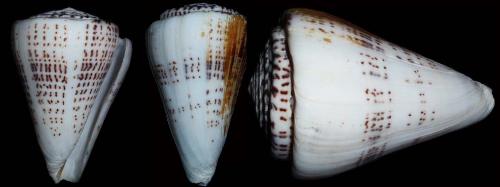 sea shell - rare shell from deep water sea shell - rare shell from deep water