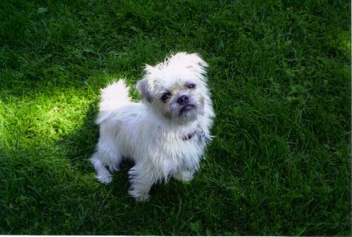 My dog Lucky Louie - this is my dog Louie he is a 'Mugs' maltese X pug he is a male about 1 year old here.