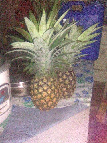 Pineapple - pineapple