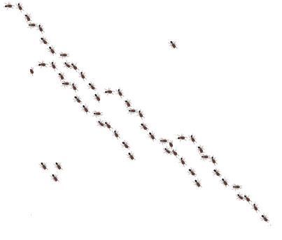 ants crawling - ants forming a line ants crawling - ants forming a line