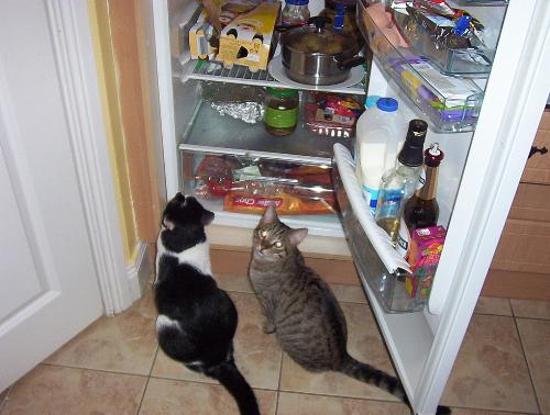 hungry cats - funny