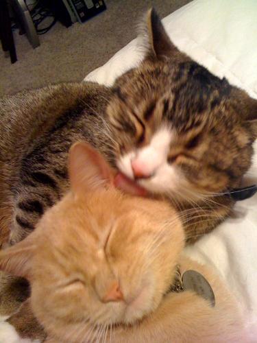 My kitties! - These are my two kitties that I rescued and adopted. A rare moment when they were actually getting along~!