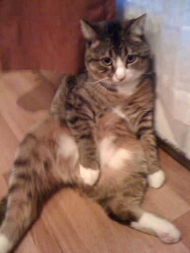 My cat as Al Bundy! - I came into the front room to find my cat Deloris acting like Al Bundy! I couldn't help but laugh and grab a snapshot!