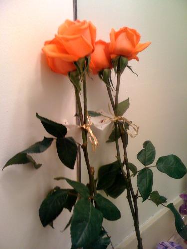 rose my son gave me - This is a picture of the roses my son gave me.