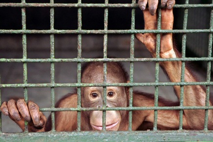 How do you feel when you see caged animals???Do you like visiting Zoo's???  / myLot