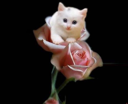 Do you Know about something really sweet - Yes, i know some times our eyes gaze on something so special that we want to stare on it as much as possible because its attractive lovly and cute,that our heart wish it to praise and our feeling crave to touch it...........