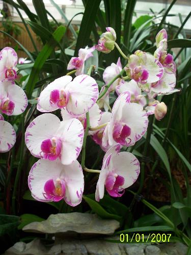 Beautiful Hong Kong Flower - This beautiful flwer grows in a park in Hong Kong