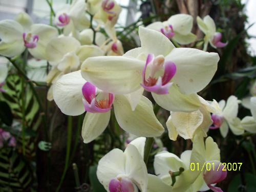 Hong Kong Flower - I love going to the parks in Hong Kong.The flowers there are so beautiful