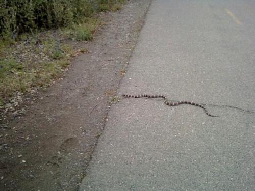 king snake - king snake at Lake Natomas