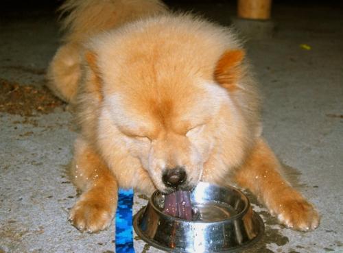 Chow-chow - Kc Concepcion's cutie chow-chow