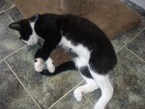 Hewy resting after a bout of search and destroy - Hewy having a sleep Hewy resting after a bout of search and destroy - Hewy having a sleep