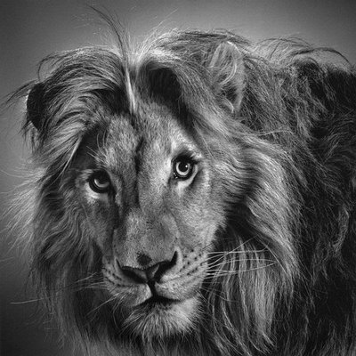 lion - this is a pencil drawing i did.its a lion.hope u like it.