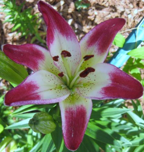 First Lily - First one of 2010. First Lily - First one of 2010.