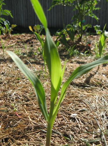 Sweet Corn - One of maybe 50 I have growing. Sweet Corn - One of maybe 50 I have growing.