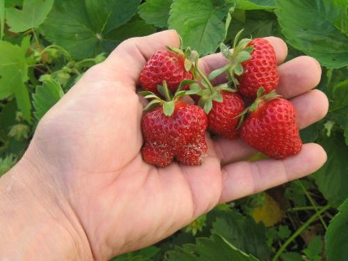 Yummy - Already eating strawberries I grew in Minnesota. Yummy - Already eating strawberries I grew in Minnesota.