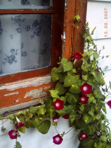 Crimson Rambler Morning Glories - training to grow along my window Crimson Rambler Morning Glories - training to grow along my window