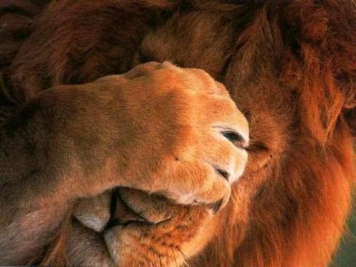Lions anyone?  - How do you feel about cats and wild animals?