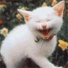 Smiling kitty - A pic of a smilling kitty