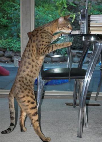 savannah cat - beauty savannah cat.