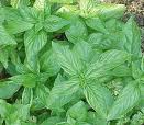 Basil - Basil is just one herb that I struggle to grow Basil - Basil is just one herb that I struggle to grow
