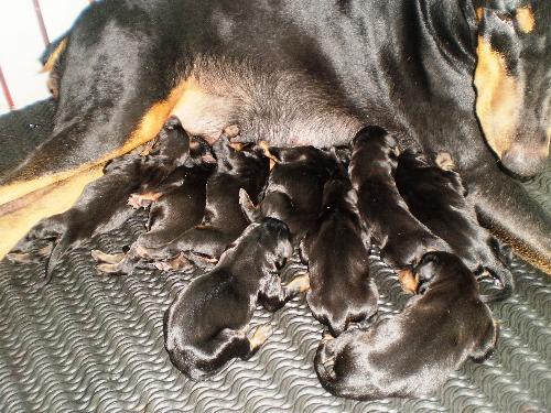 new puppies - this are my dobe pups new puppies - this are my dobe pups