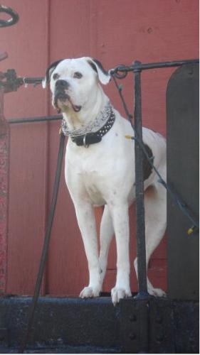 Lennox our American Bulldog - Here's our American Bulldog Lennox, he's turning four years on July 21st.