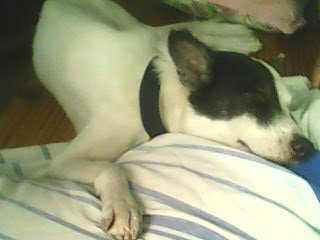 scratch!!! - My dog Scratch sleeping.......isn't he cute? thou that time i've lost my place to sleep hahahha