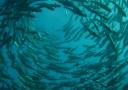 barracudas - schooling barras