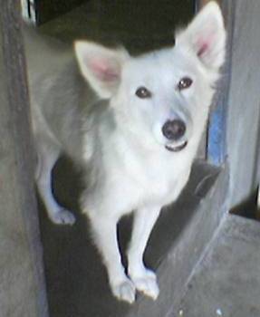 Sassy - My white native dog. Sassy - My white native dog.