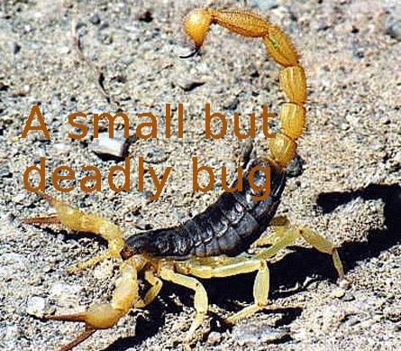 Deadly - We need watch for small but deadly scorpions.