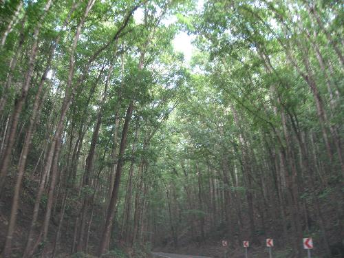 trees - nice trees!!!