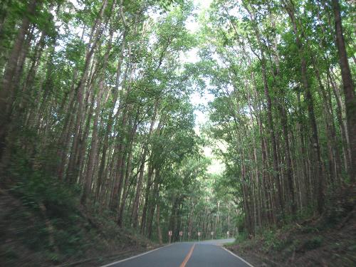 trees2 - i love trees!