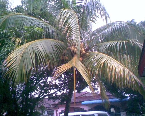 my home - this picture show the great place for having fun..'my home sweet home' a calm place to visit....  this also show the coconut tree in front of my house...so cool yea..but is very big... and nice look...that's why my home so sweet and cool place to hold...refreshing...  so how about you..place the coconut tree in front of your house now!..huhu