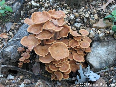 A clump of wild mushrooms - Are you brave enough to try these gifts from nature?