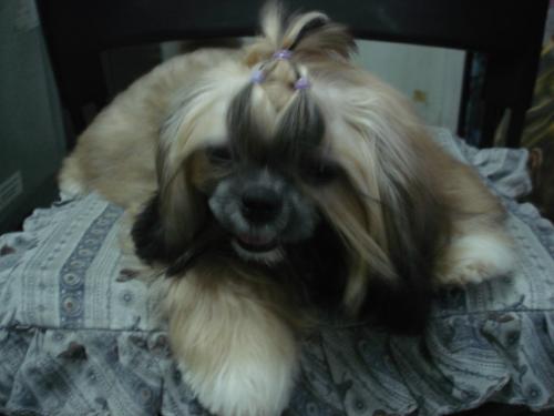 Pet - My pet, named sachie (shitzhu)