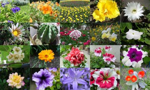 flowers - Wowww.......beautiful flowers. I like to see flower either it is in a photo or a real flower. This is because the view make me calm and relax. This is one of my way to get out of stress....