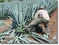 Collecting Agave Nectar - Agave Nectar - healthy or not, what do you think?? Collecting Agave Nectar - Agave Nectar - healthy or not, what do you think??
