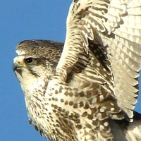 Saker Falcon - This is a falcon, a breed known as the 'saker'. They are very beautiful and wild and fierce and strong. I love everything about them, and hopefully you will too. This is credited to the person who took the picture of this beautiful bird.
