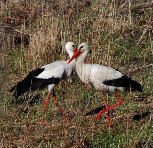 White Stork  - This photo is photographed in Latvia.  My father photographed it last year.