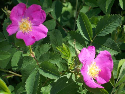 wild rose - wild roses on our land